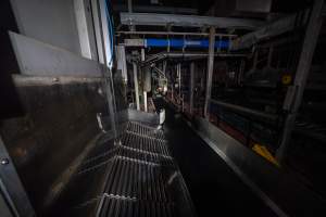 Chamber tip out - Pigs are tipped out of the gas chamber before being hoisted and having their throats slit. - Captured at JBS Pork Australia (formerly Diamond Valley Pork), Laverton North VIC Australia.
