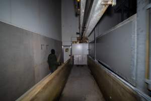 Investigator walking next to race in kill room - An investigator walking to the kill room exit next to the race - Captured at JBS Pork Australia (formerly Diamond Valley Pork), Laverton North VIC Australia.
