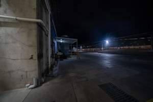 A view into the holding pens - A view across over into the holding pens outside Benalla slaughterhouse - Captured at JBS Pork Australia (formerly Diamond Valley Pork), Laverton North VIC Australia.