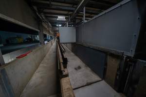 Race - Race leading from pens into kill room - Captured at JBS Pork Australia (formerly Diamond Valley Pork), Laverton North VIC Australia.