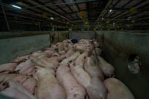Pigs in holding pens - Captured at JBS Pork Australia (formerly Diamond Valley Pork), Laverton North VIC Australia.