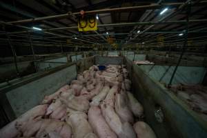 Pigs in holding pens - Captured at JBS Pork Australia (formerly Diamond Valley Pork), Laverton North VIC Australia.