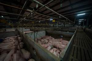 Pigs in holding pens - Captured at JBS Pork Australia (formerly Diamond Valley Pork), Laverton North VIC Australia.