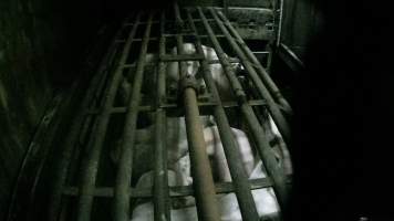 Pigs being gassed in carbon dioxide gas chamber - Screenshot from hidden camera footage depicting the Butina Backloader gas chamber, where pigs are pushed into side of the large gondolas by an automated sliding wall and then lowered into the gas.
This is the first Australian footage of the Backloader chambers, now used by several of the largest pig slaughterhouses across the country (Victoria, South Australia and Queensland). - Captured at JBS Pork Australia (formerly Diamond Valley Pork), Laverton North VIC Australia.