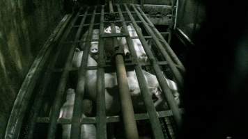 Pigs being gassed in carbon dioxide gas chamber - Screenshot from hidden camera footage depicting the Butina Backloader gas chamber, where pigs are pushed into side of the large gondolas by an automated sliding wall and then lowered into the gas.
This is the first Australian footage of the Backloader chambers, now used by several of the largest pig slaughterhouses across the country (Victoria, South Australia and Queensland). - Captured at JBS Pork Australia (formerly Diamond Valley Pork), Laverton North VIC Australia.