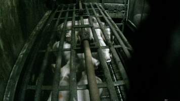 Pigs being gassed in carbon dioxide gas chamber - Screenshot from hidden camera footage depicting the Butina Backloader gas chamber, where pigs are pushed into side of the large gondolas by an automated sliding wall and then lowered into the gas.
This is the first Australian footage of the Backloader chambers, now used by several of the largest pig slaughterhouses across the country (Victoria, South Australia and Queensland). - Captured at JBS Pork Australia (formerly Diamond Valley Pork), Laverton North VIC Australia.