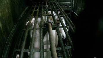 Pigs being gassed in carbon dioxide gas chamber - Screenshot from hidden camera footage depicting the Butina Backloader gas chamber, where pigs are pushed into side of the large gondolas by an automated sliding wall and then lowered into the gas.

This is the first Australian footage of the Backloader chambers, now used by several of the largest pig slaughterhouses across the country (Victoria, South Australia and Queensland). - Captured at JBS Pork Australia (formerly Diamond Valley Pork), Laverton North VIC Australia.