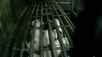 Pigs being gassed in carbon dioxide gas chamber - Screenshot from hidden camera footage depicting the Butina Backloader gas chamber, where pigs are pushed into side of the large gondolas by an automated sliding wall and then lowered into the gas.
This is the first Australian footage of the Backloader chambers, now used by several of the largest pig slaughterhouses across the country (Victoria, South Australia and Queensland). - Captured at JBS Pork Australia (formerly Diamond Valley Pork), Laverton North VIC Australia.