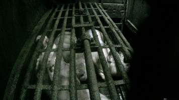 Pigs being gassed in carbon dioxide gas chamber - Screenshot from hidden camera footage depicting the Butina Backloader gas chamber, where pigs are pushed into side of the large gondolas by an automated sliding wall and then lowered into the gas.
This is the first Australian footage of the Backloader chambers, now used by several of the largest pig slaughterhouses across the country (Victoria, South Australia and Queensland). - Captured at JBS Pork Australia (formerly Diamond Valley Pork), Laverton North VIC Australia.