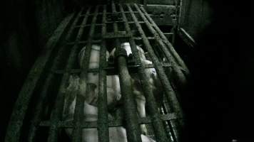 Pigs being gassed in carbon dioxide gas chamber - Screenshot from hidden camera footage depicting the Butina Backloader gas chamber, where pigs are pushed into side of the large gondolas by an automated sliding wall and then lowered into the gas.
This is the first Australian footage of the Backloader chambers, now used by several of the largest pig slaughterhouses across the country (Victoria, South Australia and Queensland). - Captured at JBS Pork Australia (formerly Diamond Valley Pork), Laverton North VIC Australia.