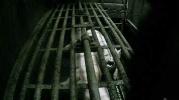 Sows being gassed in carbon dioxide gas chamber - Screenshot from hidden camera footage depicting the Butina Backloader gas chamber, where pigs are pushed into side of the large gondolas by an automated sliding wall and then lowered into the gas.
This is the first Australian footage of the Backloader chambers, now used by several of the largest pig slaughterhouses across the country (Victoria, South Australia and Queensland). - Captured at JBS Pork Australia (formerly Diamond Valley Pork), Laverton North VIC Australia.