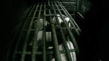 Sows being gassed in carbon dioxide gas chamber - Screenshot from hidden camera footage depicting the Butina Backloader gas chamber, where pigs are pushed into side of the large gondolas by an automated sliding wall and then lowered into the gas.
This is the first Australian footage of the Backloader chambers, now used by several of the largest pig slaughterhouses across the country (Victoria, South Australia and Queensland). - Captured at JBS Pork Australia (formerly Diamond Valley Pork), Laverton North VIC Australia.