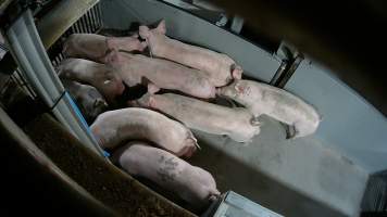 Pigs being forced into carbon dioxide gas chamber - Screenshot from hidden camera footage depicting the Butina Backloader gas chamber, where pigs are pushed into side of the large gondolas by an automated sliding wall and then lowered into the gas.
This is the first Australian footage of the Backloader chambers, now used by several of the largest pig slaughterhouses across the country (Victoria, South Australia and Queensland). - Captured at JBS Pork Australia (formerly Diamond Valley Pork), Laverton North VIC Australia.