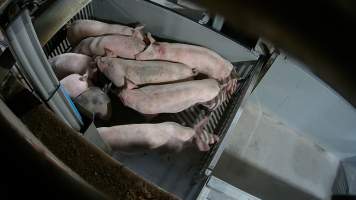 Pigs being forced into carbon dioxide gas chamber - Screenshot from hidden camera footage depicting the Butina Backloader gas chamber, where pigs are pushed into side of the large gondolas by an automated sliding wall and then lowered into the gas.
This is the first Australian footage of the Backloader chambers, now used by several of the largest pig slaughterhouses across the country (Victoria, South Australia and Queensland). - Captured at JBS Pork Australia (formerly Diamond Valley Pork), Laverton North VIC Australia.