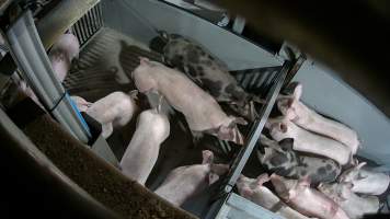 Pigs being forced into carbon dioxide gas chamber - Screenshot from hidden camera footage depicting the Butina Backloader gas chamber, where pigs are pushed into side of the large gondolas by an automated sliding wall and then lowered into the gas.
This is the first Australian footage of the Backloader chambers, now used by several of the largest pig slaughterhouses across the country (Victoria, South Australia and Queensland). - Captured at JBS Pork Australia (formerly Diamond Valley Pork), Laverton North VIC Australia.