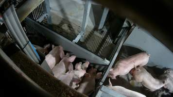 Pigs being forced into carbon dioxide gas chamber - Screenshot from hidden camera footage depicting the Butina Backloader gas chamber, where pigs are pushed into side of the large gondolas by an automated sliding wall and then lowered into the gas.
This is the first Australian footage of the Backloader chambers, now used by several of the largest pig slaughterhouses across the country (Victoria, South Australia and Queensland). - Captured at JBS Pork Australia (formerly Diamond Valley Pork), Laverton North VIC Australia.