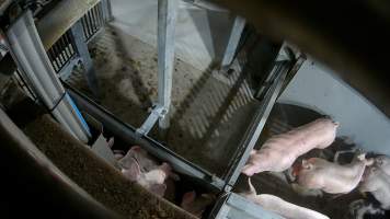 Pigs being forced into carbon dioxide gas chamber - Screenshot from hidden camera footage depicting the Butina Backloader gas chamber, where pigs are pushed into side of the large gondolas by an automated sliding wall and then lowered into the gas.
This is the first Australian footage of the Backloader chambers, now used by several of the largest pig slaughterhouses across the country (Victoria, South Australia and Queensland). - Captured at JBS Pork Australia (formerly Diamond Valley Pork), Laverton North VIC Australia.