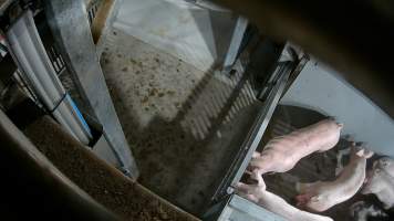 Pigs being forced into carbon dioxide gas chamber - Screenshot from hidden camera footage depicting the Butina Backloader gas chamber, where pigs are pushed into side of the large gondolas by an automated sliding wall and then lowered into the gas.
This is the first Australian footage of the Backloader chambers, now used by several of the largest pig slaughterhouses across the country (Victoria, South Australia and Queensland). - Captured at JBS Pork Australia (formerly Diamond Valley Pork), Laverton North VIC Australia.