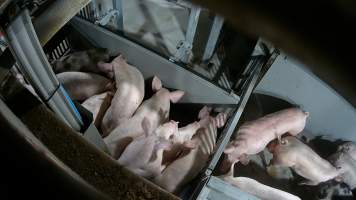 Pigs being forced into carbon dioxide gas chamber - Screenshot from hidden camera footage depicting the Butina Backloader gas chamber, where pigs are pushed into side of the large gondolas by an automated sliding wall and then lowered into the gas.
This is the first Australian footage of the Backloader chambers, now used by several of the largest pig slaughterhouses across the country (Victoria, South Australia and Queensland). - Captured at JBS Pork Australia (formerly Diamond Valley Pork), Laverton North VIC Australia.
