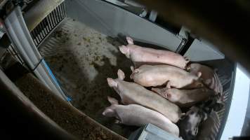 Pigs being forced into carbon dioxide gas chamber - Screenshot from hidden camera footage depicting the Butina Backloader gas chamber, where pigs are pushed into side of the large gondolas by an automated sliding wall and then lowered into the gas.
This is the first Australian footage of the Backloader chambers, now used by several of the largest pig slaughterhouses across the country (Victoria, South Australia and Queensland). - Captured at JBS Pork Australia (formerly Diamond Valley Pork), Laverton North VIC Australia.