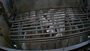 Pigs being forced into carbon dioxide gas chamber and lowered into gas - Screenshot from hidden camera footage depicting the Butina Backloader gas chamber, where pigs are pushed into side of the large gondolas by an automated sliding wall and then lowered into the gas.
This is the first Australian footage of the Backloader chambers, now used by several of the largest pig slaughterhouses across the country (Victoria, South Australia and Queensland). - Captured at JBS Pork Australia (formerly Diamond Valley Pork), Laverton North VIC Australia.