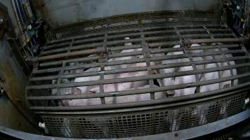 Pigs being forced into carbon dioxide gas chamber and lowered into gas - Screenshot from hidden camera footage depicting the Butina Backloader gas chamber, where pigs are pushed into side of the large gondolas by an automated sliding wall and then lowered into the gas.
This is the first Australian footage of the Backloader chambers, now used by several of the largest pig slaughterhouses across the country (Victoria, South Australia and Queensland). - Captured at JBS Pork Australia (formerly Diamond Valley Pork), Laverton North VIC Australia.