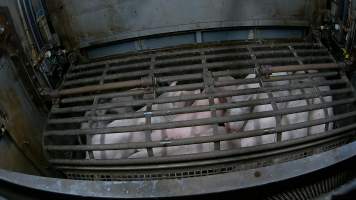 Pigs being forced into carbon dioxide gas chamber and lowered into gas - Screenshot from hidden camera footage depicting the Butina Backloader gas chamber, where pigs are pushed into side of the large gondolas by an automated sliding wall and then lowered into the gas.
This is the first Australian footage of the Backloader chambers, now used by several of the largest pig slaughterhouses across the country (Victoria, South Australia and Queensland). - Captured at JBS Pork Australia (formerly Diamond Valley Pork), Laverton North VIC Australia.