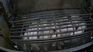 Pigs being forced into carbon dioxide gas chamber and lowered into gas - Screenshot from hidden camera footage depicting the Butina Backloader gas chamber, where pigs are pushed into side of the large gondolas by an automated sliding wall and then lowered into the gas.

This is the first Australian footage of the Backloader chambers, now used by several of the largest pig slaughterhouses across the country (Victoria, South Australia and Queensland). - Captured at JBS Pork Australia (formerly Diamond Valley Pork), Laverton North VIC Australia.