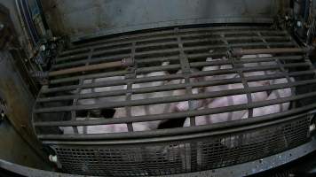 Pigs being forced into carbon dioxide gas chamber and lowered into gas - Screenshot from hidden camera footage depicting the Butina Backloader gas chamber, where pigs are pushed into side of the large gondolas by an automated sliding wall and then lowered into the gas.
This is the first Australian footage of the Backloader chambers, now used by several of the largest pig slaughterhouses across the country (Victoria, South Australia and Queensland). - Captured at JBS Pork Australia (formerly Diamond Valley Pork), Laverton North VIC Australia.