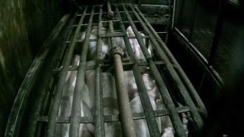 Pigs being gassed in carbon dioxide gas chamber - Screenshot from hidden camera footage depicting the Butina Backloader gas chamber, where pigs are pushed into side of the large gondolas by an automated sliding wall and then lowered into the gas.
This is the first Australian footage of the Backloader chambers, now used by several of the largest pig slaughterhouses across the country (Victoria, South Australia and Queensland). - Captured at JBS Pork Australia (formerly Diamond Valley Pork), Laverton North VIC Australia.