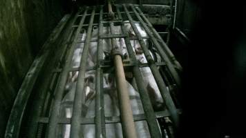 Pigs being gassed in carbon dioxide gas chamber - Screenshot from hidden camera footage depicting the Butina Backloader gas chamber, where pigs are pushed into side of the large gondolas by an automated sliding wall and then lowered into the gas.
This is the first Australian footage of the Backloader chambers, now used by several of the largest pig slaughterhouses across the country (Victoria, South Australia and Queensland). - Captured at JBS Pork Australia (formerly Diamond Valley Pork), Laverton North VIC Australia.