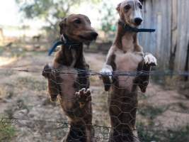 These photos were sent to me by an ex greyhound trainer who had rented out her property to another trainer.
She took the photos herself in 2018 and reported to GRV who she says did nothing. I don't think she will speak out now but I wondered if you could use them. - Captured at VIC.