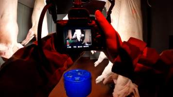 Investigator films hanging pig carcasses in a slaughterhouse chiller room - Captured at BMK Food Slaughterhouse, Murray Bridge East SA Australia.