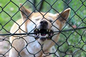 Australian Dingo gnawing on his fenced enclosure. - This Dingo in captivity is showing signs of boredom by gnawing on the fence which encloses him. He is taken out twice a day. Once in the morning for an 'educational talk' where he has to sit and let visitors pat him one after the other and then again in the afternoon he is walked around the zoo grounds as his daily exercise.
Other than those two outings the dingo remains in his enclosure.
- Captured at Billabong Zoo, Sancrox NSW Australia.