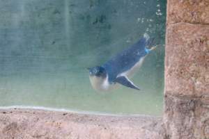 Little Penguin on display. - In Australia there is a 'minimum' standard that zoos need to adhere to if they want to exhibit exotic or native species. Although these minimum standards are adhered to, it shows more importance is placed on the bottom dollar then the space requirements and needs of the animal they are exhibiting.
- Captured at Billabong Zoo, Sancrox NSW Australia.