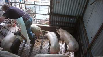 Pig stunning - Pigs being stunned with the electric stunner - Captured at Menzel's Meats, Kapunda SA Australia.