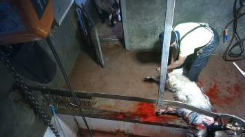 Goat slaughter - Snowtown slaughters goats and sheep by cutting their throat, without stunning. The animals are dragged by hand from a small pen and then held down by a worker as their throat is slit. A knife is then used to pierce a hole in their leg which a hook is inserted through to hang them on the shackle line.
According to the Australian Standard for the Hygienic Production and Transportation of Meat and Meat Products for Human Consumption (AS 4696) in the cases of ritual slaughter (kosher and halal) where an animal is 'stuck' (has their throat slit) without being rendered unconcious,