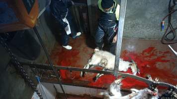 Goat slaughter - Snowtown slaughters goats and sheep by cutting their throat, without stunning. The animals are dragged by hand from a small pen and then held down by a worker as their throat is slit. A knife is then used to pierce a hole in their leg which a hook is inserted through to hang them on the shackle line.
According to the Australian Standard for the Hygienic Production and Transportation of Meat and Meat Products for Human Consumption (AS 4696) in the cases of ritual slaughter (kosher and halal) where an animal is 'stuck' (has their throat slit) without being rendered unconcious,