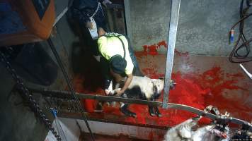 Goat slaughter - Snowtown slaughters goats and sheep by cutting their throat, without stunning. The animals are dragged by hand from a small pen and then held down by a worker as their throat is slit. A knife is then used to pierce a hole in their leg which a hook is inserted through to hang them on the shackle line.
According to the Australian Standard for the Hygienic Production and Transportation of Meat and Meat Products for Human Consumption (AS 4696) in the cases of ritual slaughter (kosher and halal) where an animal is 'stuck' (has their throat slit) without being rendered unconcious,