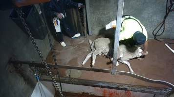 Sheep slaughter - Snowtown slaughters goats and sheep by cutting their throat, without stunning. The animals are dragged by hand from a small pen and then held down by a worker as their throat is slit. A knife is then used to pierce a hole in their leg which a hook is inserted through to hang them on the shackle line.
According to the Australian Standard for the Hygienic Production and Transportation of Meat and Meat Products for Human Consumption (AS 4696) in the cases of ritual slaughter (kosher and halal) where an animal is 'stuck' (has their throat slit) without being rendered unconcious,