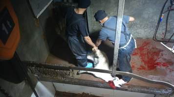 Goat slaughter - Snowtown slaughters goats and sheep by cutting their throat, without stunning. The animals are dragged by hand from a small pen and then held down by a worker as their throat is slit. A knife is then used to pierce a hole in their leg which a hook is inserted through to hang them on the shackle line.
According to the Australian Standard for the Hygienic Production and Transportation of Meat and Meat Products for Human Consumption (AS 4696) in the cases of ritual slaughter (kosher and halal) where an animal is 'stuck' (has their throat slit) without being rendered unconcious,