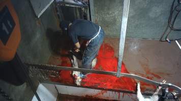 Goat slaughter - Snowtown slaughters goats and sheep by cutting their throat, without stunning. The animals are dragged by hand from a small pen and then held down by a worker as their throat is slit. A knife is then used to pierce a hole in their leg which a hook is inserted through to hang them on the shackle line.
According to the Australian Standard for the Hygienic Production and Transportation of Meat and Meat Products for Human Consumption (AS 4696) in the cases of ritual slaughter (kosher and halal) where an animal is 'stuck' (has their throat slit) without being rendered unconcious,