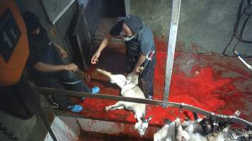 Goat slaughter - Snowtown slaughters goats and sheep by cutting their throat, without stunning. The animals are dragged by hand from a small pen and then held down by a worker as their throat is slit. A knife is then used to pierce a hole in their leg which a hook is inserted through to hang them on the shackle line.
According to the Australian Standard for the Hygienic Production and Transportation of Meat and Meat Products for Human Consumption (AS 4696) in the cases of ritual slaughter (kosher and halal) where an animal is 'stuck' (has their throat slit) without being rendered unconcious,