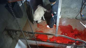 Sheep slaughter - Snowtown slaughters goats and sheep by cutting their throat, without stunning. The animals are dragged by hand from a small pen and then held down by a worker as their throat is slit. A knife is then used to pierce a hole in their leg which a hook is inserted through to hang them on the shackle line.
According to the Australian Standard for the Hygienic Production and Transportation of Meat and Meat Products for Human Consumption (AS 4696) in the cases of ritual slaughter (kosher and halal) where an animal is 'stuck' (has their throat slit) without being rendered unconcious,