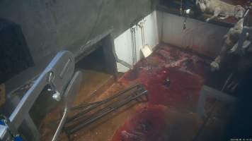 Sheep slaughter - Snowtown slaughters goats and sheep by cutting their throat, without stunning. The animals are dragged by hand from a small pen and then held down by a worker as their throat is slit. A knife is then used to pierce a hole in their leg which a hook is inserted through to hang them on the shackle line.
According to the Australian Standard for the Hygienic Production and Transportation of Meat and Meat Products for Human Consumption (AS 4696) in the cases of ritual slaughter (kosher and halal) where an animal is 'stuck' (has their throat slit) without being rendered unconcious,