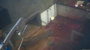 Sheep slaughter - Snowtown slaughters goats and sheep by cutting their throat, without stunning. The animals are dragged by hand from a small pen and then held down by a worker as their throat is slit. A knife is then used to pierce a hole in their leg which a hook is inserted through to hang them on the shackle line. 

According to the Australian Standard for the Hygienic Production and Transportation of Meat and Meat Products for Human Consumption (AS 4696) in the cases of ritual slaughter (kosher and halal) where an animal is 'stuck' (has their throat slit) without being rendered unconcious, 