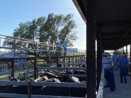 Cows in pens at Moree Saleyards - Posted by 'Moree Plains Shire Council' on Facebook