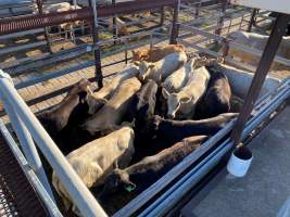 Cows in pens at Moree Saleyards - Posted by 'Moree Plains Shire Council' on Facebook 