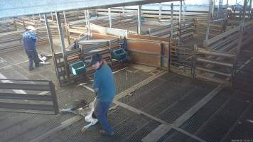 Calf dragged through holding pen - TQM is Tasmania's largest sheep and calf slaughterhouse. In 2023 investigators installed hidden cameras to capture the handling and killing of thousands of calves and sheep. Over the course of a month, we installed cameras at TQM slaughterhouse, capturing the brutal treatment and slaughter of thousands of sheep and week-old calves, many who were pushed, thrown, beaten and even killed while fully conscious.
We witnessed the brutal slaughter of week-old bobby calves, who we met and spent time with in the holding pens the night before they were killed. Many of these calves were so young and weak that they were unable to stand or walk properly, meaning that they were pushed, shoved, carried and dragged to their deaths. - Captured at Tasmanian Quality Meats Abattoir, Cressy TAS Australia.