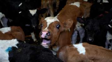 Bobby calf in slaughterhouse holding pens - This photo was taken the night before this calf was killed at TQM slaughterhouse. They would have been only a week-old.
TQM is Tasmania's largest sheep and calf slaughterhouse. In 2023 investigators installed hidden cameras to capture the handling and killing of thousands of calves and sheep. Over the course of a month, we installed cameras at TQM slaughterhouse, capturing the brutal treatment and slaughter of thousands of sheep and week-old calves, many who were pushed, thrown, beaten and even killed while fully conscious. We witnessed the brutal slaughter of week-old bobby calves, who we met and spent time with in the holding pens the night before they were killed. - Captured at Tasmanian Quality Meats Abattoir, Cressy TAS Australia.